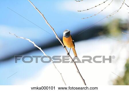 Redstart View Large Photo Image Stock Image - Redstart. Fotosearch