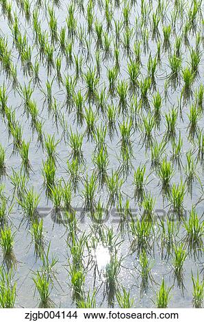 Rice field View Large Photo Image Picture - Rice field. Fotosearch