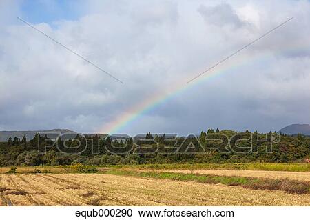 Rice field View Large Photo Image Stock Image - Rice field. Fotosearch