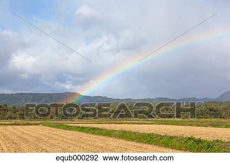 Rice field View Large Photo Image Stock Image - Rice field. Fotosearch
