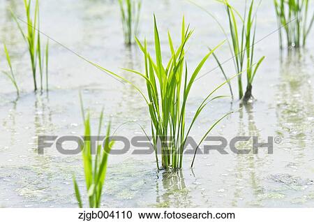 Rice field View Large Photo Image Stock Image - Rice field. Fotosearch