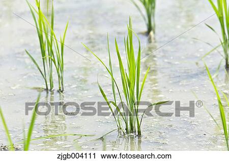 Rice field View Large Photo Image Stock Image - Rice field. Fotosearch