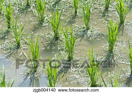 Rice field View Large Photo Image Stock Image - Rice field. Fotosearch