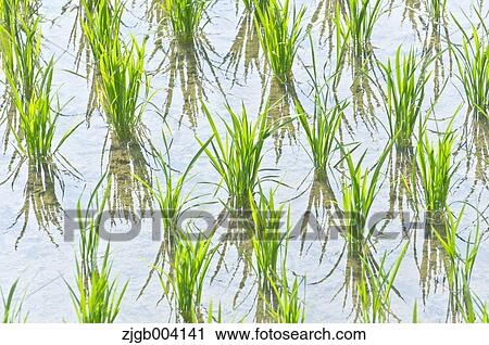 Rice field View Large Photo Image Stock Image - Rice field. Fotosearch