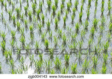Rice field View Large Photo Image Stock Image - Rice field. Fotosearch