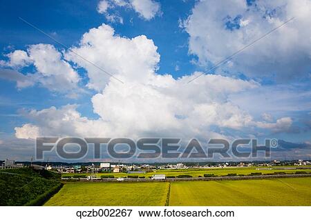 Rice field View Large Photo Image Stock Photo - Rice field. Fotosearch