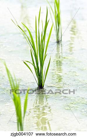 Rice field View Large Photo Image Stock Photo - Rice field. Fotosearch