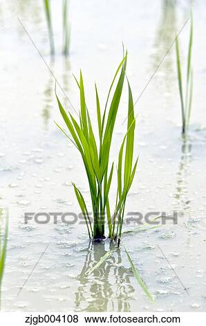 Rice field View Large Photo Image Stock Photo - Rice field. Fotosearch