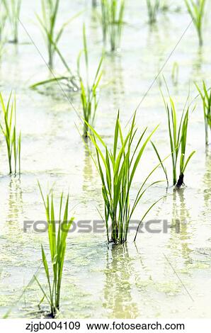 Rice field View Large Photo Image Stock Photo - Rice field. Fotosearch