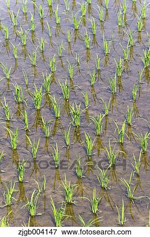 Stock Photo - Rice field. Fotosearch