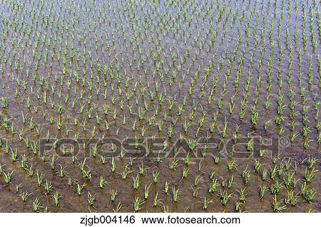 Rice field View Large Photo Image Stock Photograph - Rice field. Fotosearch
