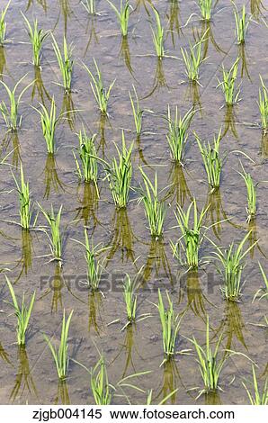 Stock Photography - Rice field. Fotosearch