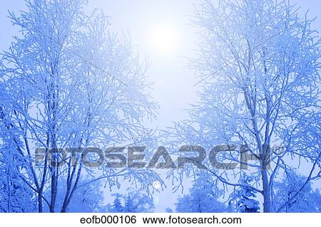 Stock Photograph - Rimed trees. Fotosearch