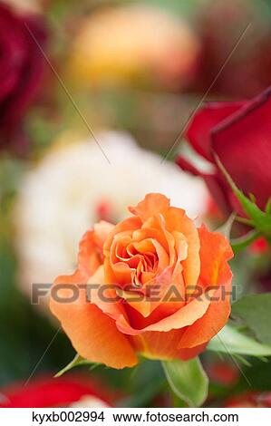 Rose Flower View Large Photo Image Picture - Rose Flower. Fotosearch