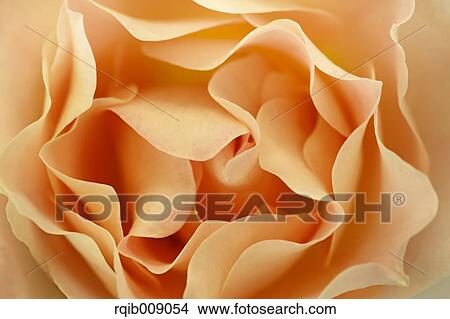 Picture - Rose Flower. Fotosearch