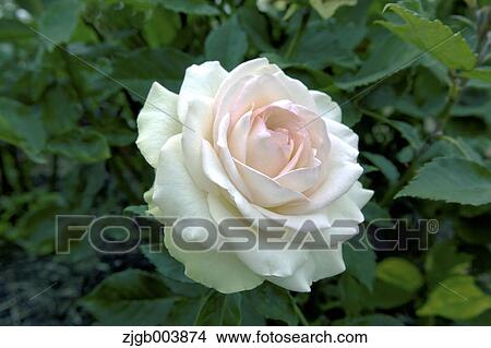 Picture - Rose Flower. Fotosearch