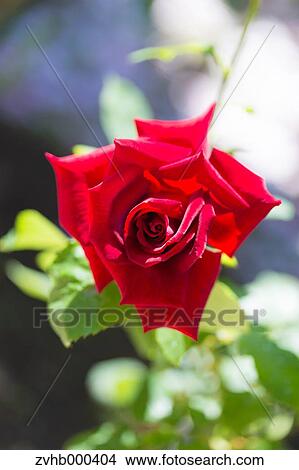 Rose Flower View Large Photo Image Picture - Rose Flower. Fotosearch