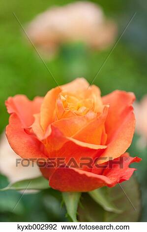 Rose Flower View Large Photo Image Stock Image - Rose Flower. Fotosearch