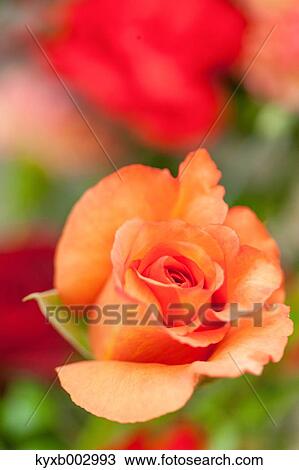 Stock Image - Rose Flower. Fotosearch