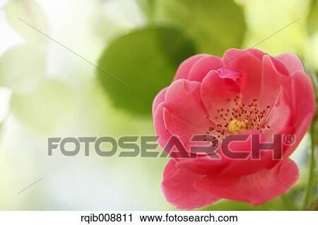 Stock Image - Rose Flower. Fotosearch