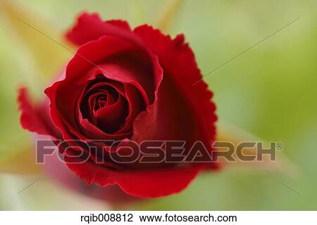 Rose Flower View Large Photo Image Stock Image - Rose Flower. Fotosearch