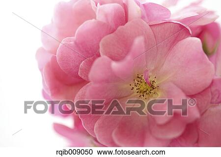 Rose Flower View Large Photo Image Stock Image - Rose Flower. Fotosearch