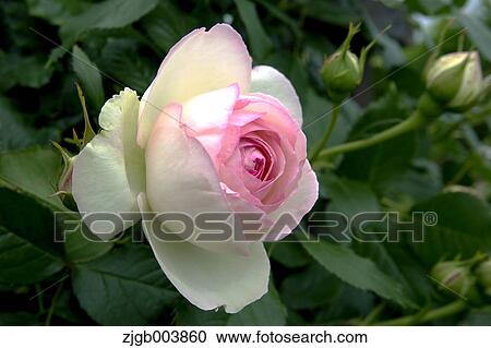 Rose Flower View Large Photo Image Stock Image - Rose Flower. Fotosearch