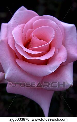 Rose Flower View Large Photo Image Stock Image - Rose Flower. Fotosearch