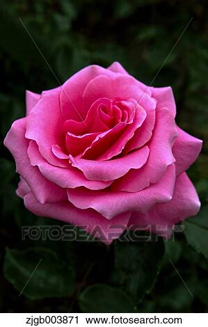 Stock Image - Rose Flower. Fotosearch