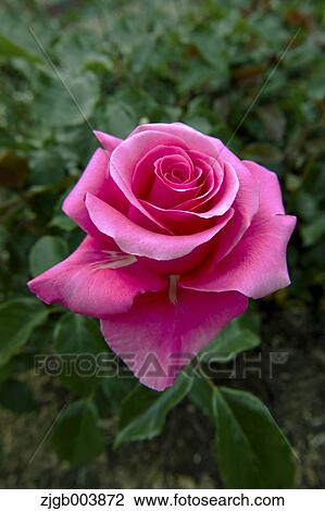 Rose Flower View Large Photo Image Stock Image - Rose Flower. Fotosearch