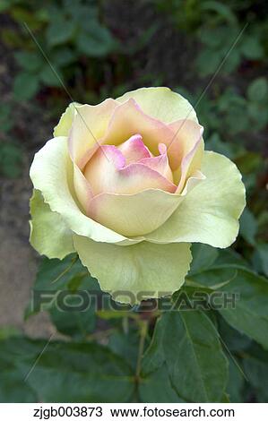 Rose Flower View Large Photo Image Stock Image - Rose Flower. Fotosearch