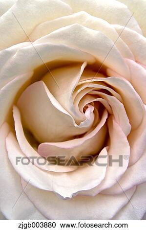 Stock Image - Rose Flower. Fotosearch
