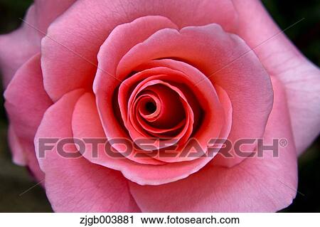 Rose Flower View Large Photo Image Stock Image - Rose Flower. Fotosearch