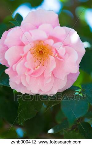 Rose Flower View Large Photo Image Stock Image - Rose Flower. Fotosearch