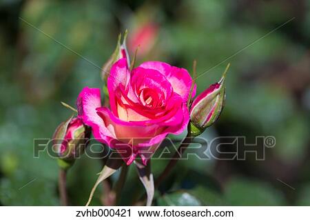 Rose Flower View Large Photo Image Stock Image - Rose Flower. Fotosearch