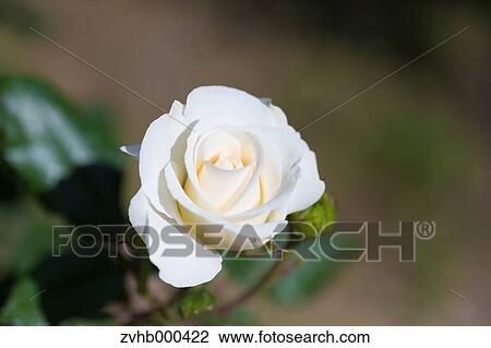 Rose Flower View Large Photo Image Stock Image - Rose Flower. Fotosearch