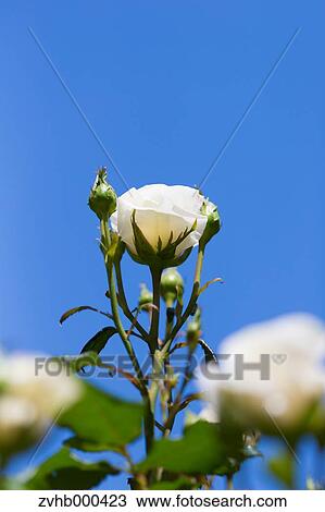 Stock Image - Rose Flower. Fotosearch