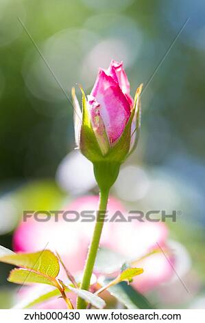 Rose Flower View Large Photo Image Stock Image - Rose Flower. Fotosearch