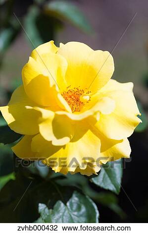 Rose Flower View Large Photo Image Stock Image - Rose Flower. Fotosearch