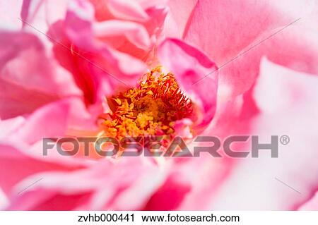Stock Image - Rose Flower. Fotosearch