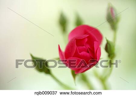 Stock Photo - Rose Flower. Fotosearch