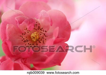 Rose Flower View Large Photo Image Stock Photo - Rose Flower. Fotosearch