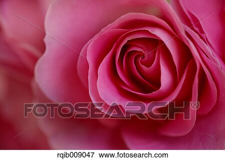 Rose Flower View Large Photo Image Stock Photo - Rose Flower. Fotosearch