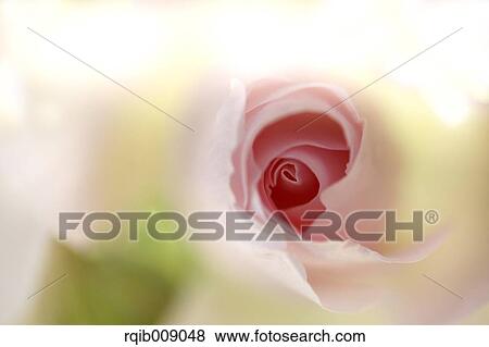 Rose Flower View Large Photo Image Stock Photo - Rose Flower. Fotosearch