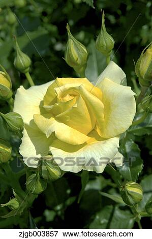 Rose Flower View Large Photo Image Stock Photo - Rose Flower. Fotosearch