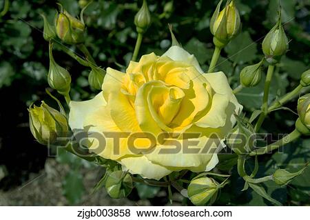 Rose Flower View Large Photo Image Stock Photo - Rose Flower. Fotosearch