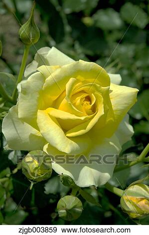 Rose Flower View Large Photo Image Stock Photo - Rose Flower. Fotosearch