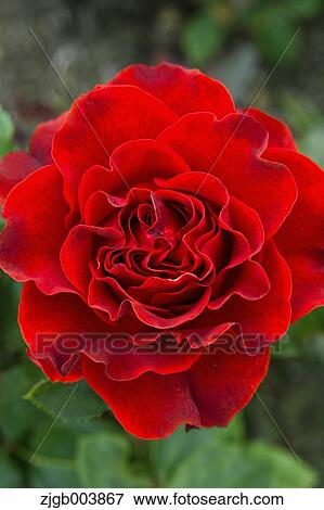 Rose Flower View Large Photo Image Stock Photo - Rose Flower. Fotosearch