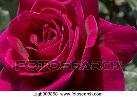 Rose Flower View Large Photo Image Stock Photo - Rose Flower. Fotosearch