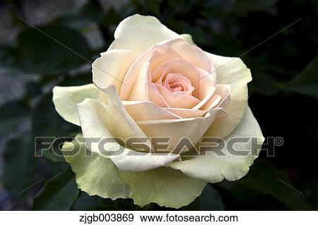Rose Flower View Large Photo Image Stock Photo - Rose Flower. Fotosearch